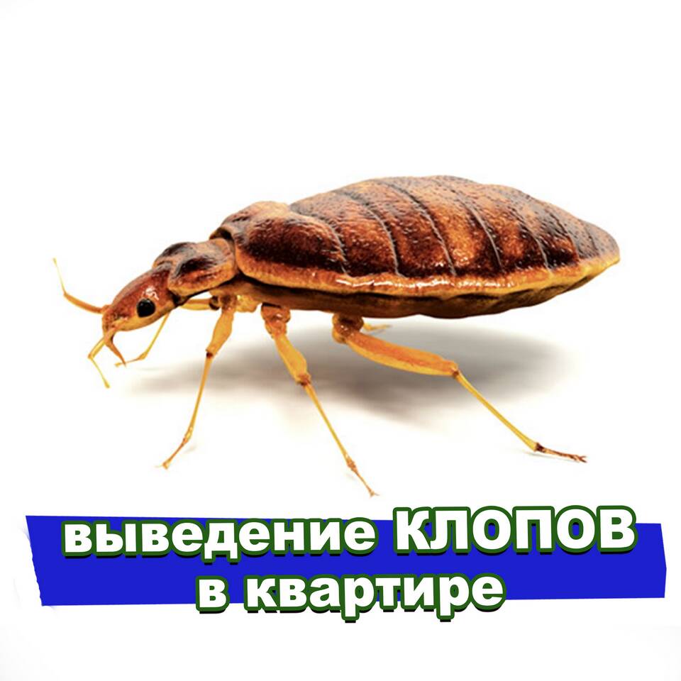 Чем вывести клопов в квартире